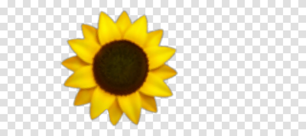 Girasol Girasoles Girasol Girasoles Flores Sunflower Drawing Small, Plant, Blossom, Photography, Daisy Transparent Png