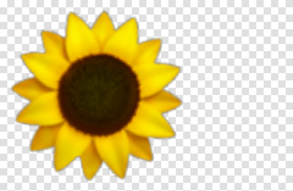 Girasol Girasoles Sticker Small Sunflower, Plant, Blossom, Daisy, Daisies Transparent Png