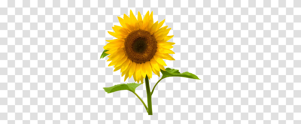 Girasol Image Sunflower Images In White Background, Plant, Blossom Transparent Png