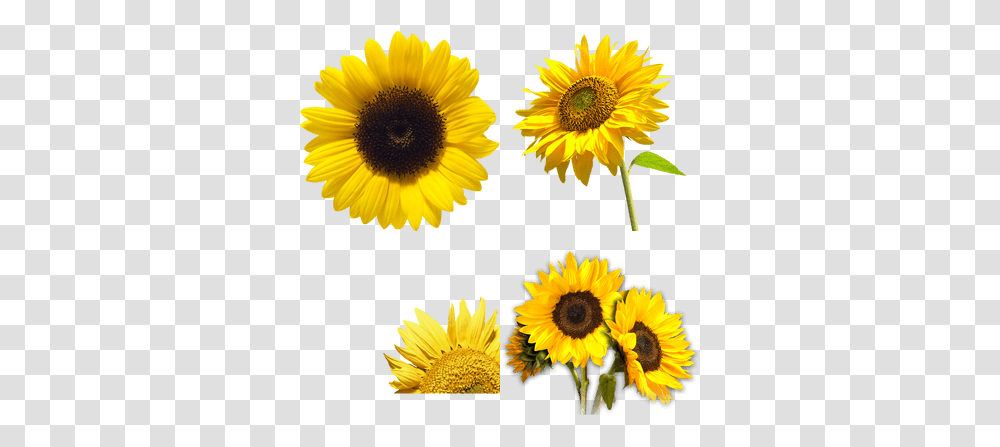 Girasol Imagen Transparente Sunflower, Plant, Blossom, Daisy, Daisies Transparent Png