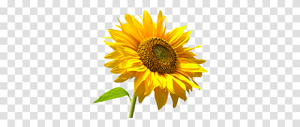 Girasol Picmix Sun Flower Tree, Plant, Blossom, Sunflower, Daisy Transparent Png