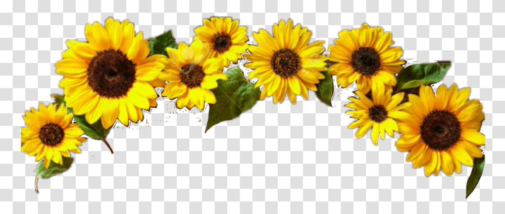 Girasol Sticker By Sarai Martnez Corona De Girasoles, Plant, Flower, Blossom, Sunflower Transparent Png