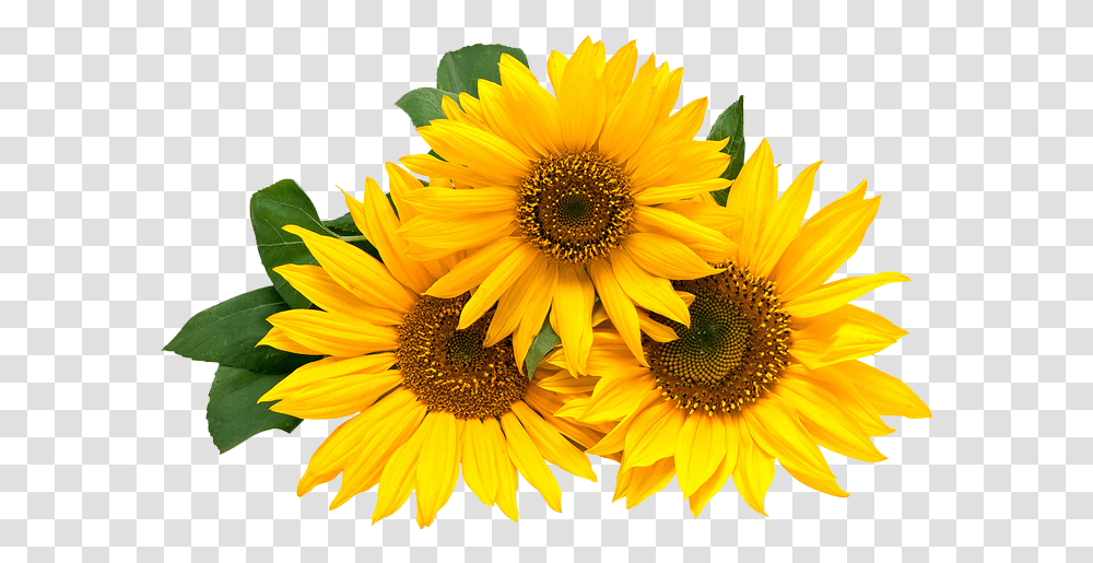 Girasoles Girasoles Animados Happy 30th Birthday Sunflower Thank You, Plant, Blossom, Daisy, Daisies Transparent Png