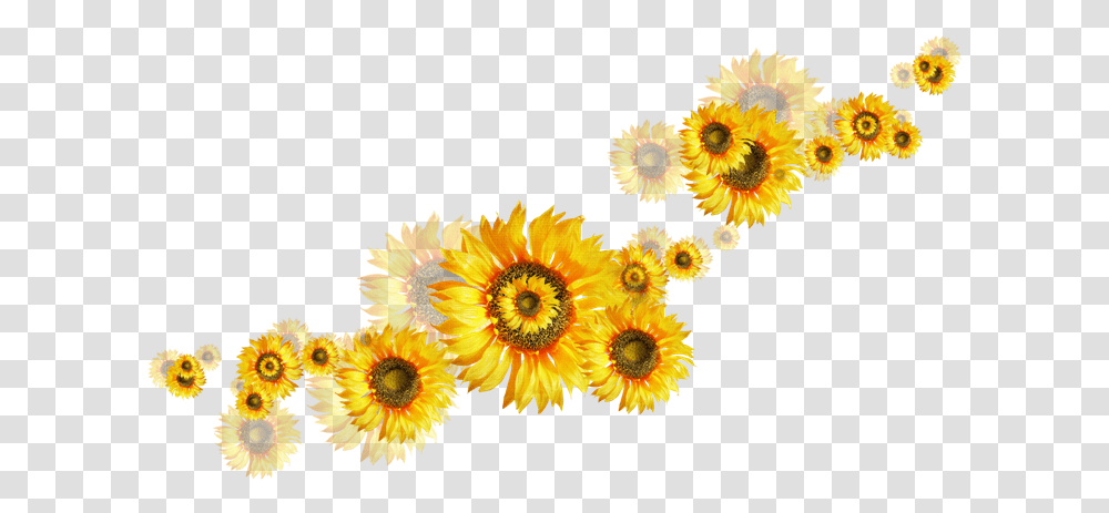 Girasoles, Plant, Flower, Blossom, Sunflower Transparent Png