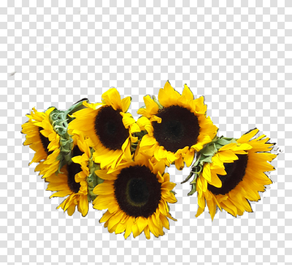 Girasoles Stickers Picsart Flores, Plant, Flower, Blossom, Sunflower Transparent Png