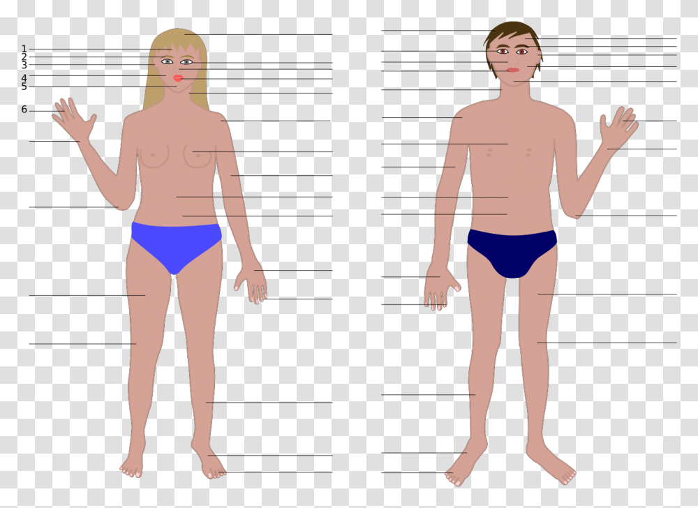 Girl Part Of Body, Person, Plot, Shorts Transparent Png