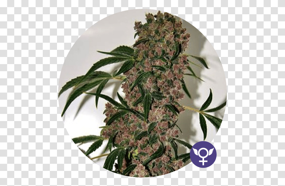 Girl Scout Cookies Extreme, Plant, Weed, Hemp, Flower Transparent Png