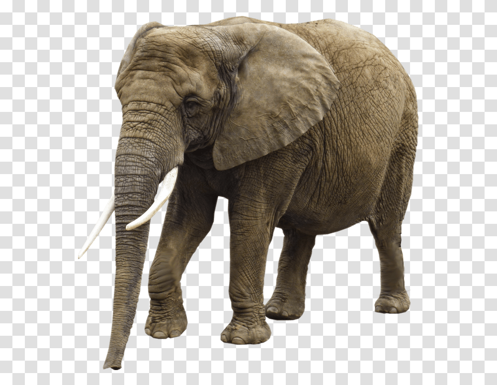 Girl Trampled By Elephant, Wildlife, Mammal, Animal, Ivory Transparent Png