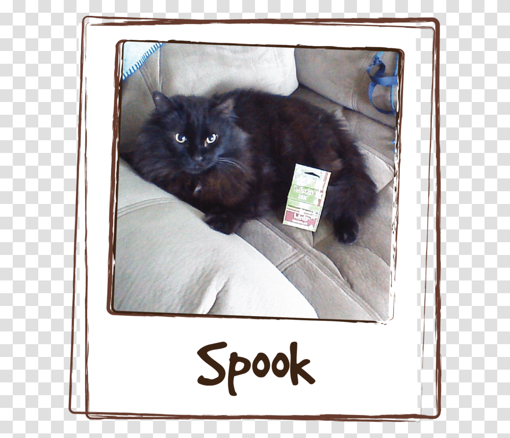 Giving Spook Licks Zen Has Calmed Him Down So He Isn, Cat, Pet, Mammal, Animal Transparent Png
