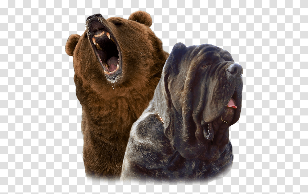 Gizzly Molossus And Mastiff Breeding And Puppies Grizzly Bear, Brown Bear, Wildlife, Mammal, Animal Transparent Png