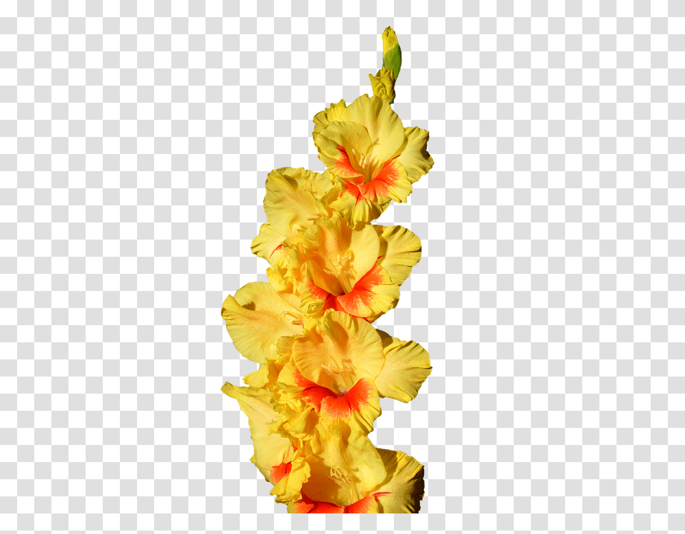 Gladiolus 960, Flower, Plant, Blossom Transparent Png