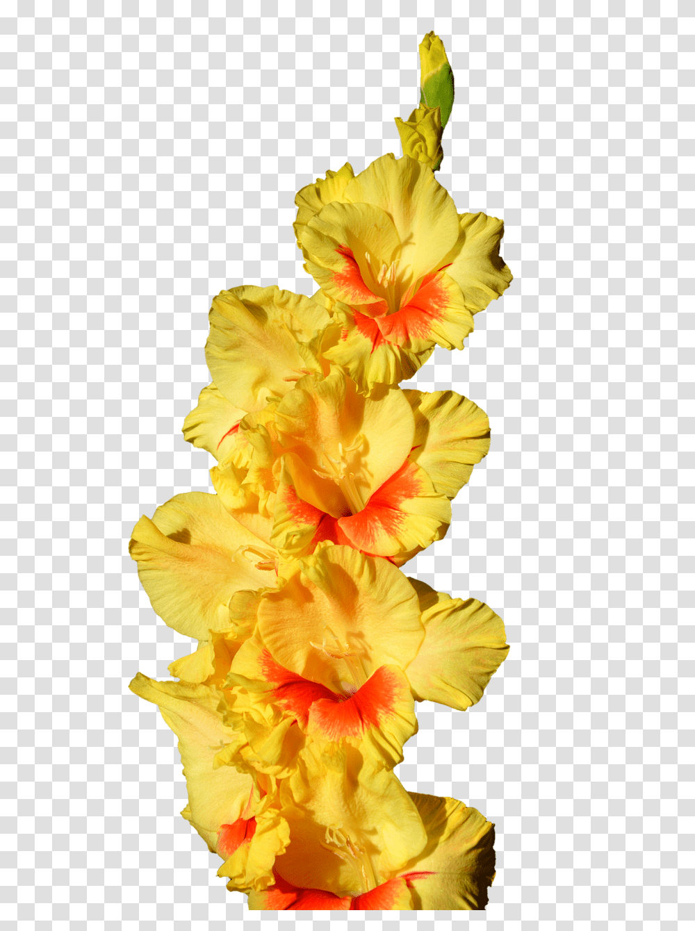 Gladiolus Nature, Plant, Flower, Blossom Transparent Png