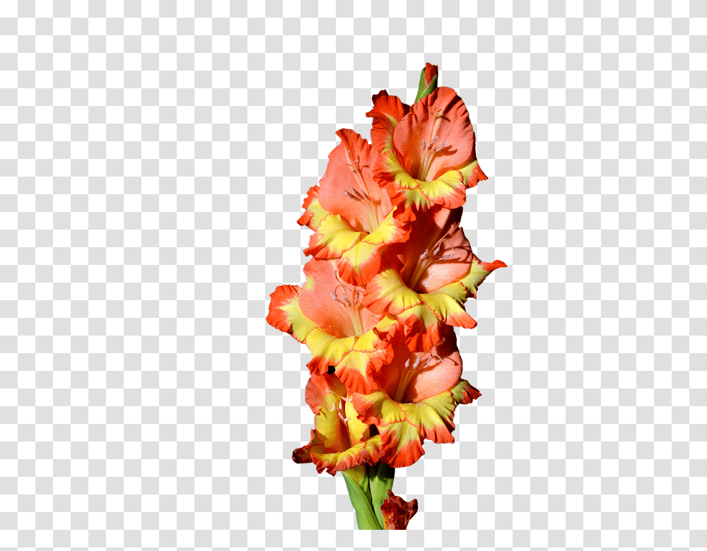 Gladiolus 960, Flower, Plant, Blossom Transparent Png