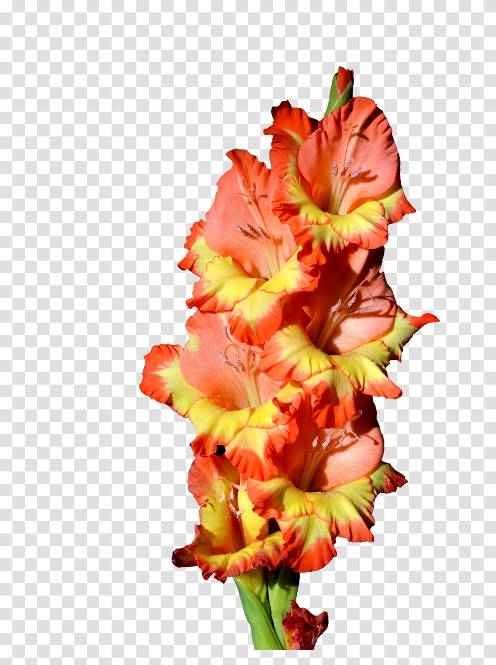 Gladiolus Nature, Plant, Flower, Blossom Transparent Png