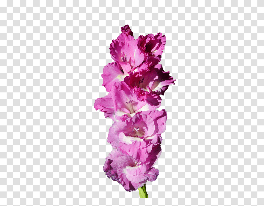 Gladiolus 960, Flower, Plant, Blossom, Rose Transparent Png