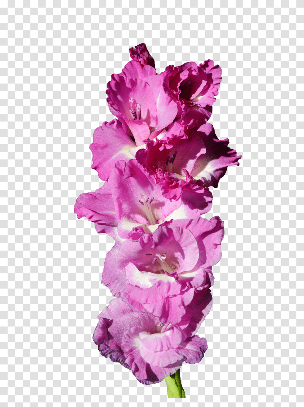 Gladiolus Nature, Plant, Flower, Blossom Transparent Png