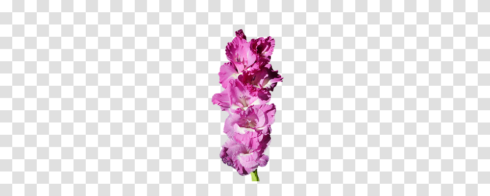 Gladiolus Nature, Plant, Flower, Blossom Transparent Png