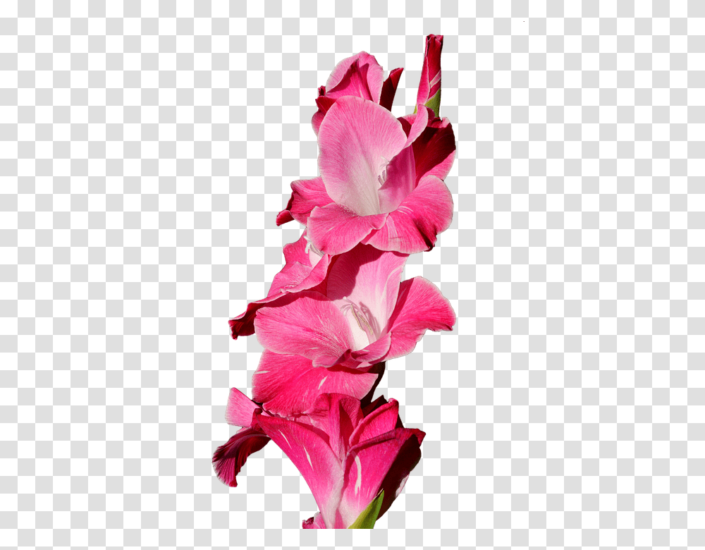 Gladiolus 960, Flower, Plant, Blossom Transparent Png