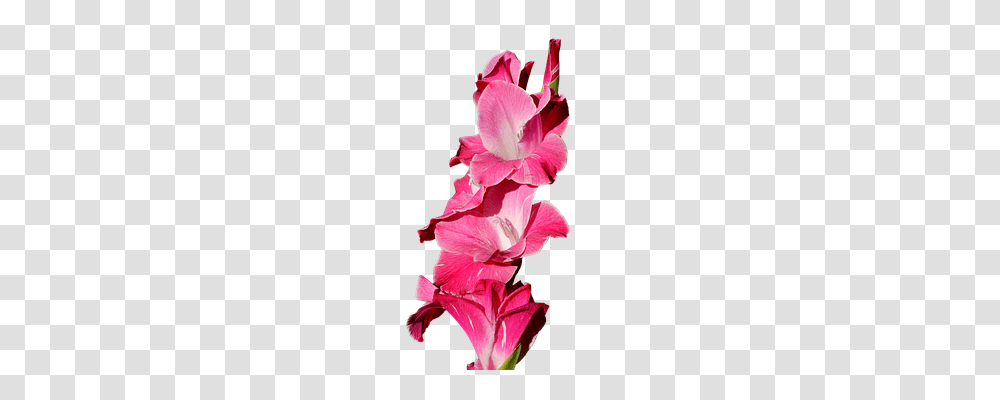 Gladiolus Nature, Flower, Plant, Blossom Transparent Png