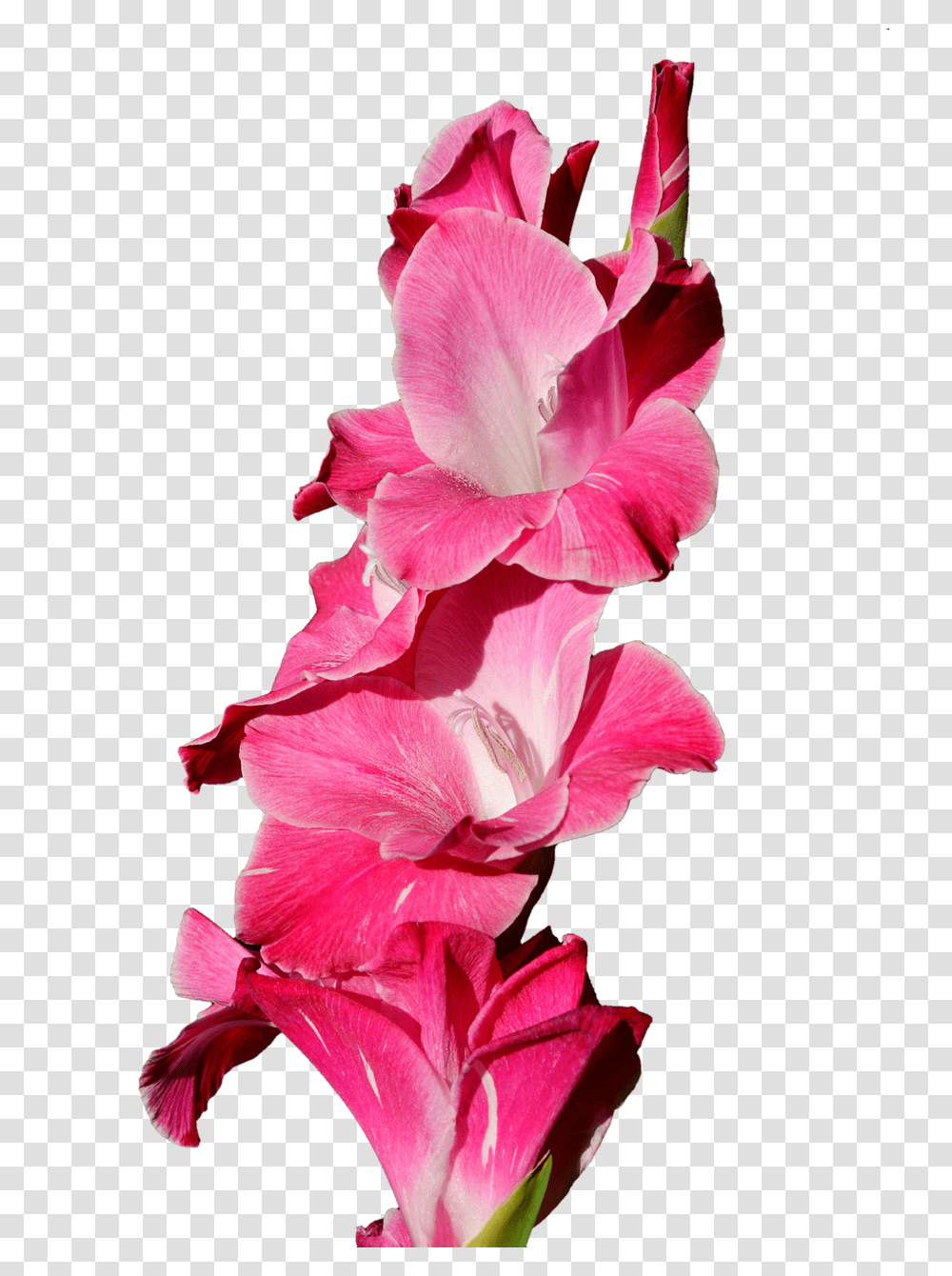 Gladiolus Nature, Plant, Flower, Blossom Transparent Png