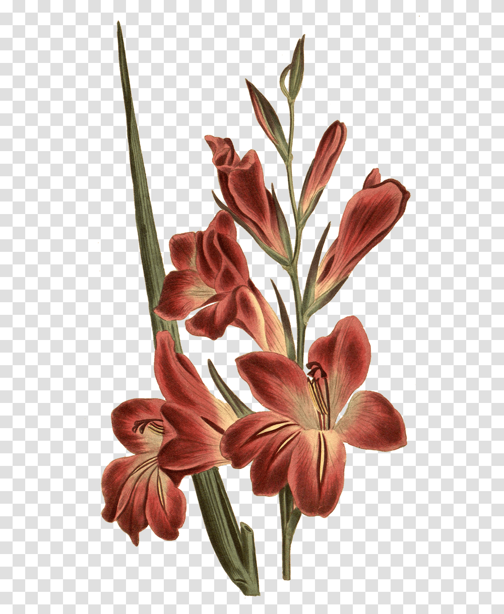 Gladiolus Botanical Illustration Gladiolus Flower Tattoo, Plant, Blossom, Amaryllis, Lily Transparent Png