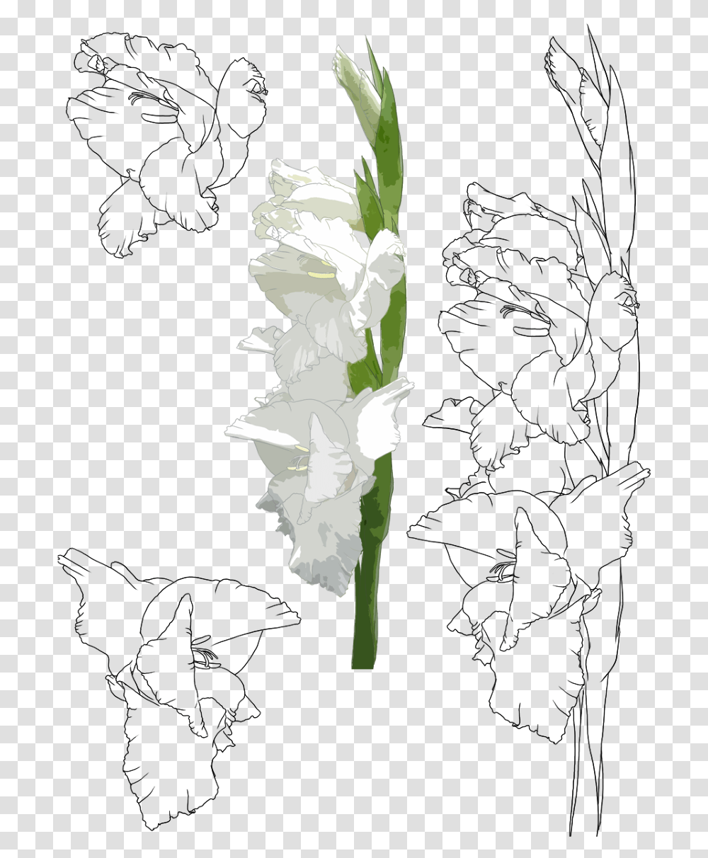 Gladiolus Cch V Hoa Lay N, Plant, Flower, Blossom, Carnation Transparent Png