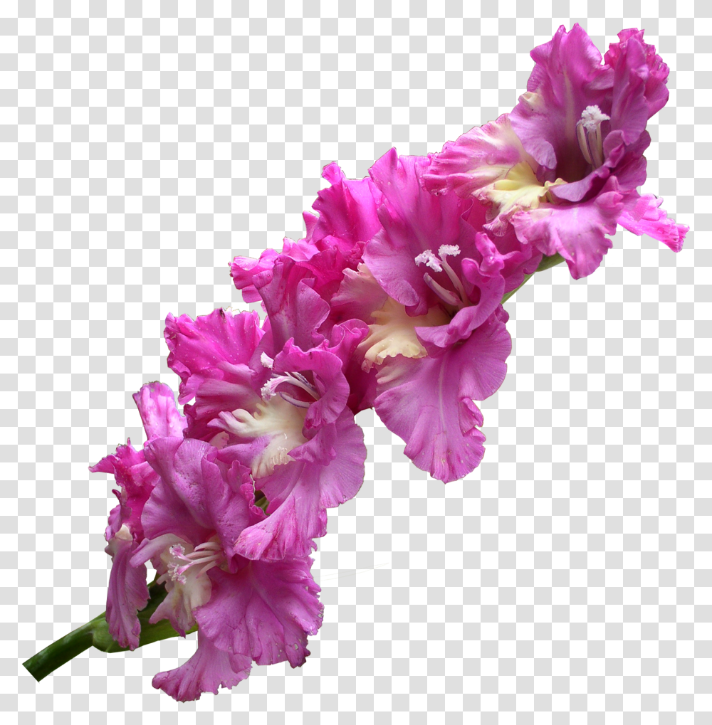 Gladiolus Download Gladiolus, Plant, Flower, Blossom, Geranium Transparent Png