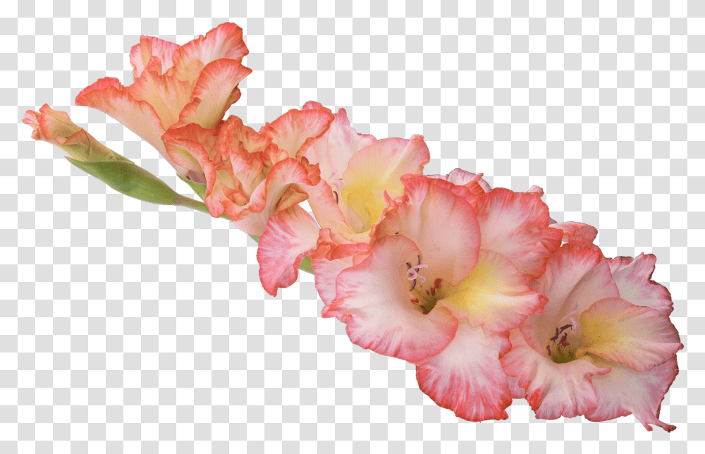 Gladiolus Flower Background, Plant, Blossom, Rose Transparent Png