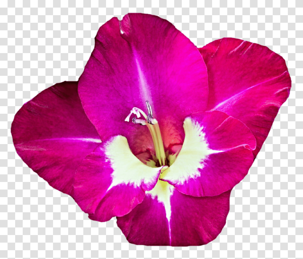 Gladiolus Free Download, Geranium, Flower, Plant, Blossom Transparent Png