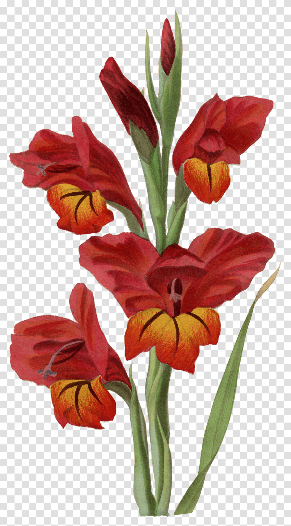 Gladiolus Gladiolus, Plant, Flower, Blossom, Flower Arrangement Transparent Png