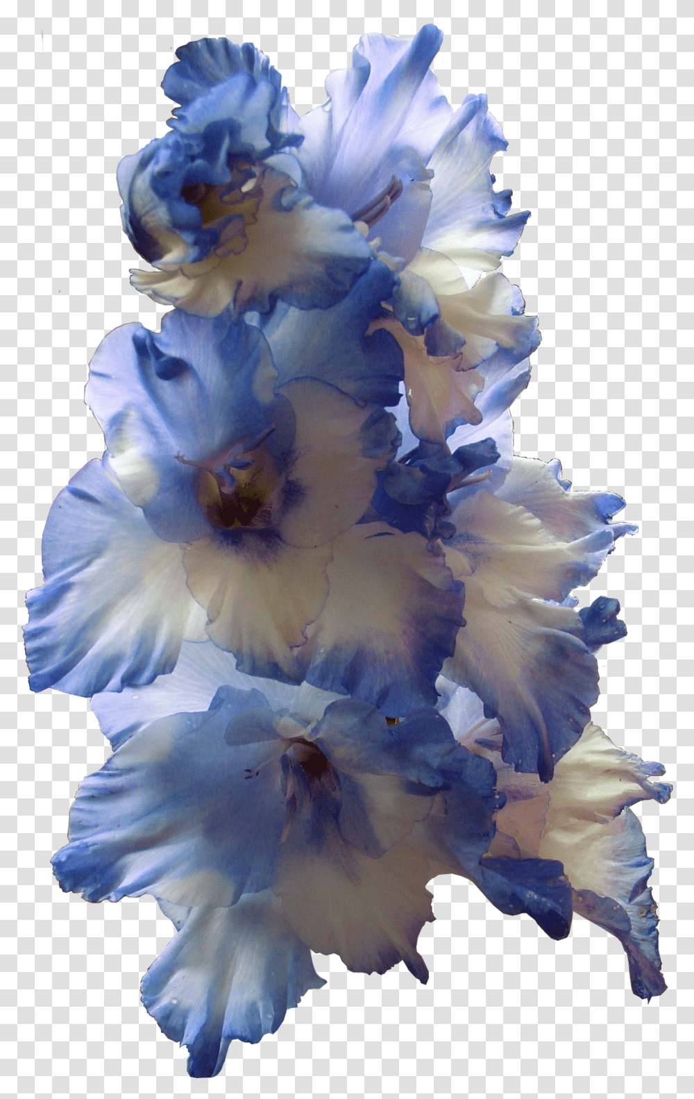 Gladiolus Image Blue Gladiolus, Plant, Flower, Blossom, Geranium Transparent Png