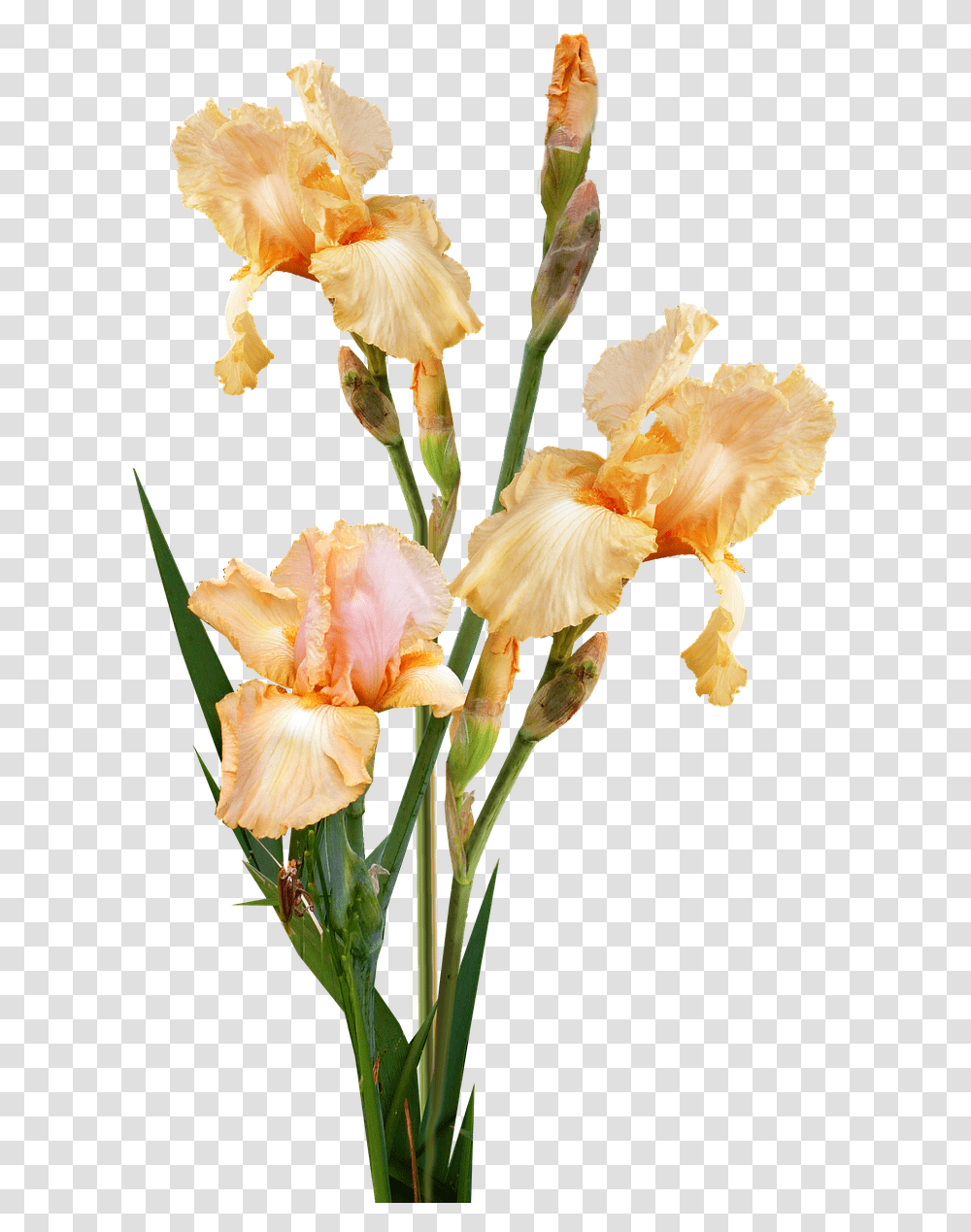 Gladiolus Iris, Plant, Flower, Blossom Transparent Png