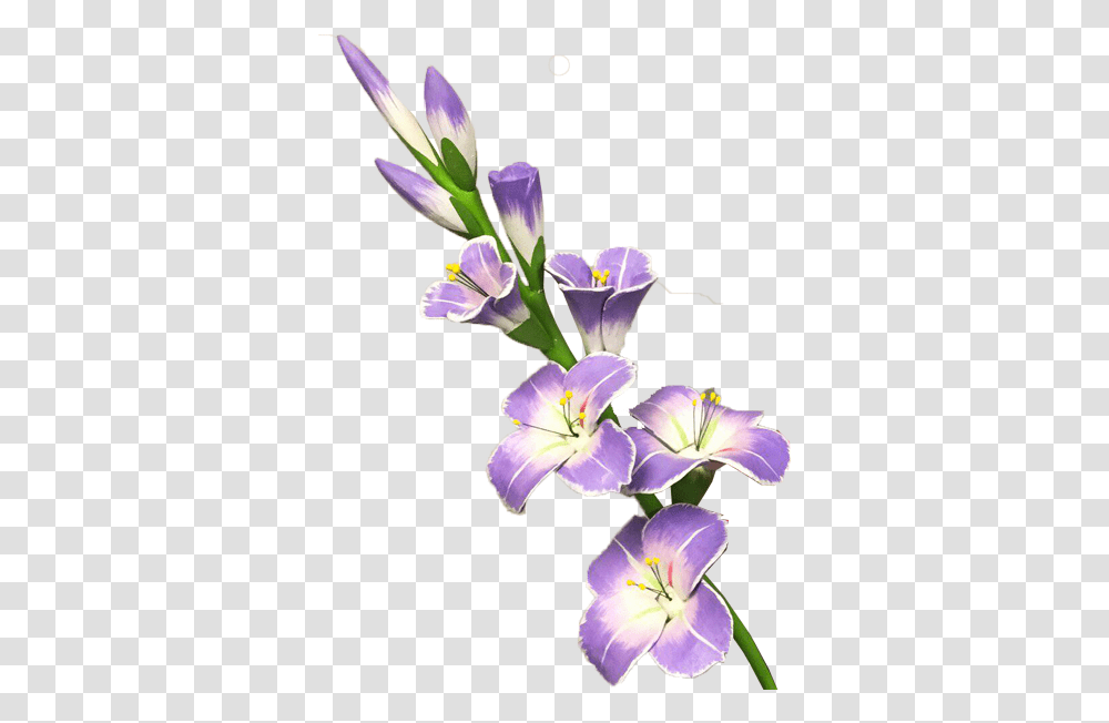 Gladiolus Picture Mart Gladiolus Clipart, Plant, Flower, Blossom, Iris Transparent Png