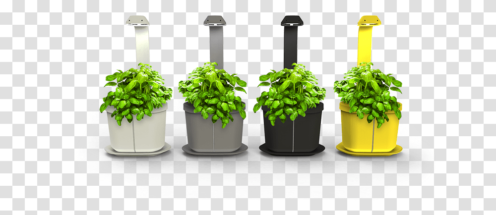 Glass Bottle, Plant, Potted Plant, Vase, Jar Transparent Png