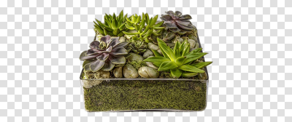 Glass Container With Succulents Succulent Tray, Plant, Potted Plant, Vase, Jar Transparent Png