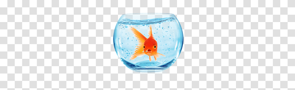 Glass Fish Bowl, Animal, Goldfish, Water, Aquarium Transparent Png