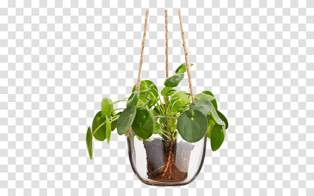 Glass Hanging Plant Pot, Leaf, Flower, Blossom, Potted Plant Transparent Png
