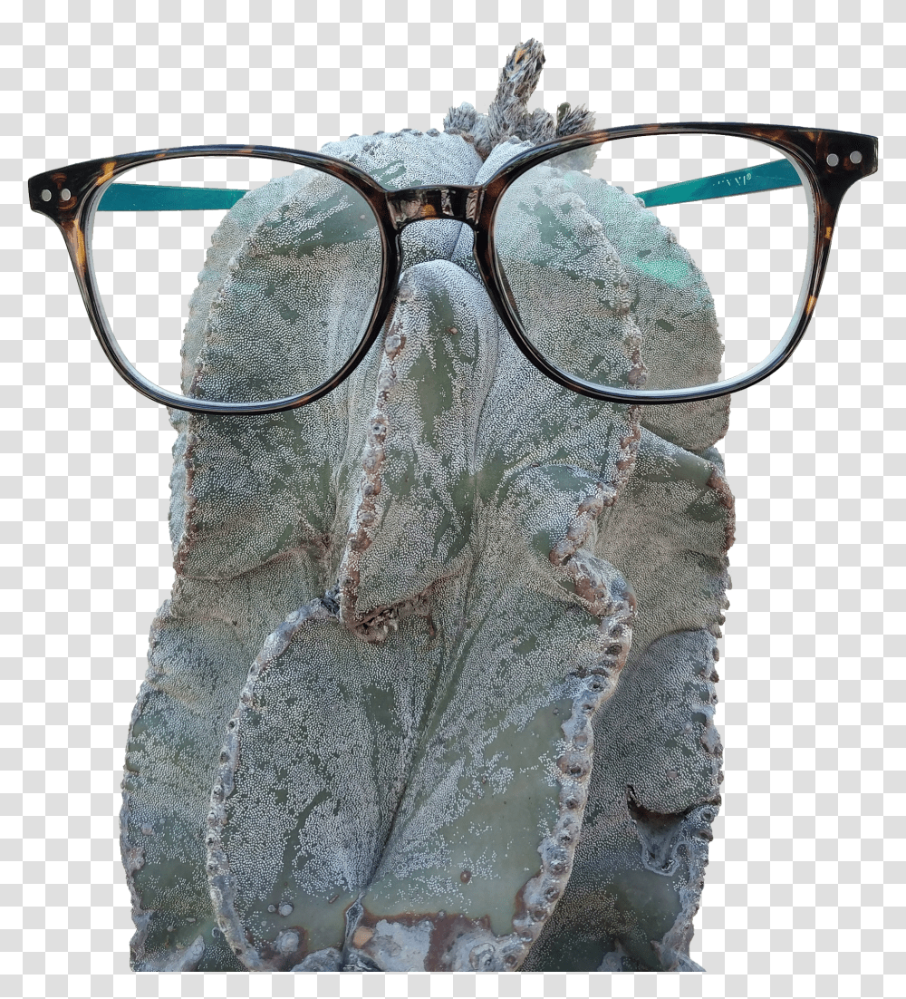 Glasses Transparent Png