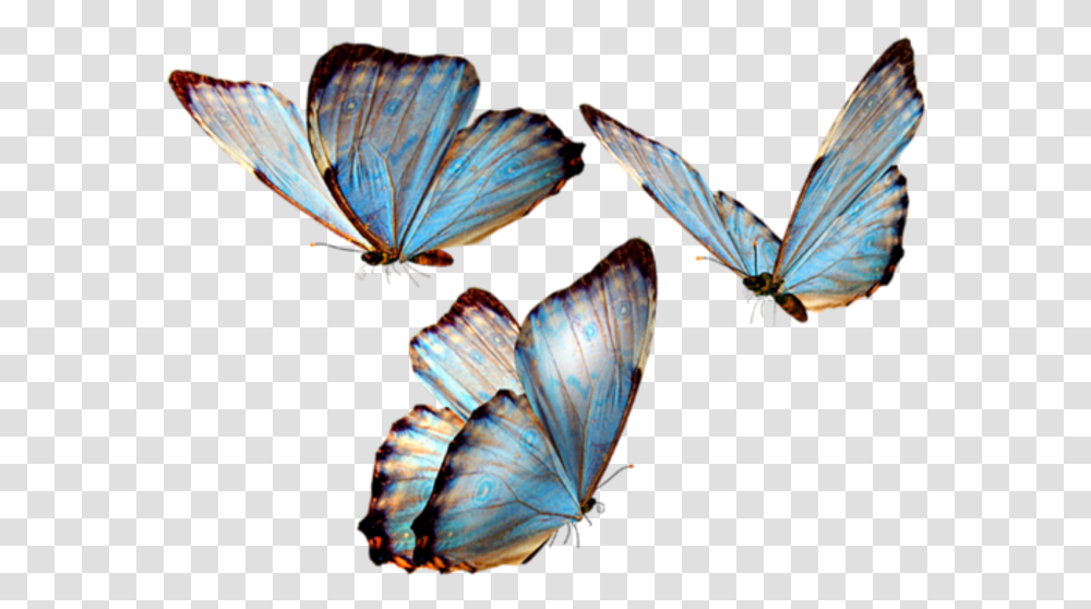 Glasswing Butterfly Brush Footed Butterflies Insect Butterfly, Invertebrate, Animal, Bird, Moth Transparent Png