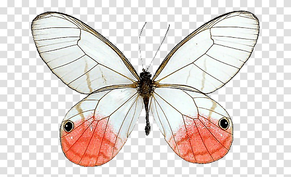 Glasswing Butterfly Cithaerias Milkweed Butterflies Pink Tipped Satyr Butterfly, Insect, Invertebrate, Animal, Monarch Transparent Png