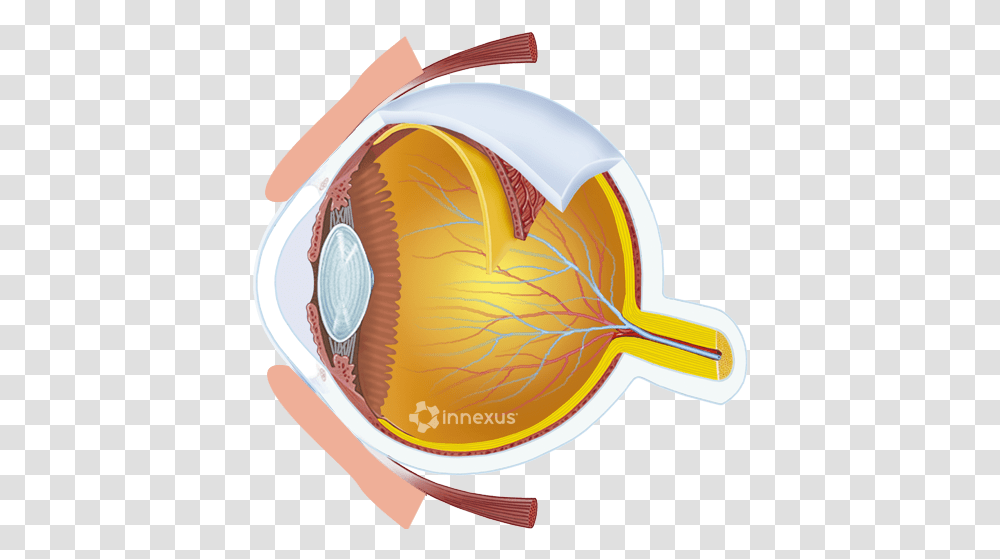 Glaucoma, Helmet, Apparel, Animal Transparent Png