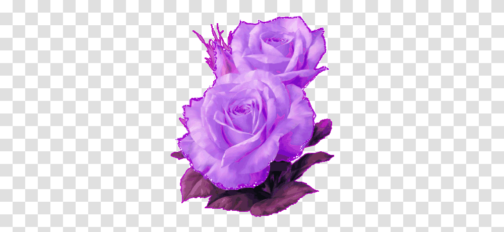 Glitter Animated Images Gifs Pictures & Animations Beautiful Flower Paintings In The World, Rose, Plant, Blossom, Petal Transparent Png