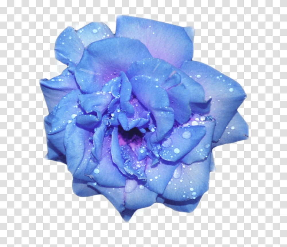 Glitter Blue Blueaesthetic Flower Aesthetic Purple Aesthetic Blue Flower, Plant, Blossom, Petal, Diaper Transparent Png