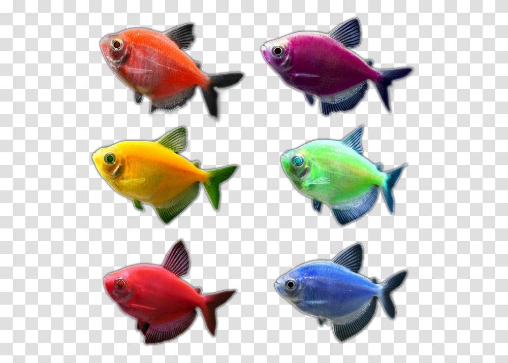 Glo Fish Clip Art Glofish Tetra, Animal, Sea Life, Goldfish, Angelfish Transparent Png