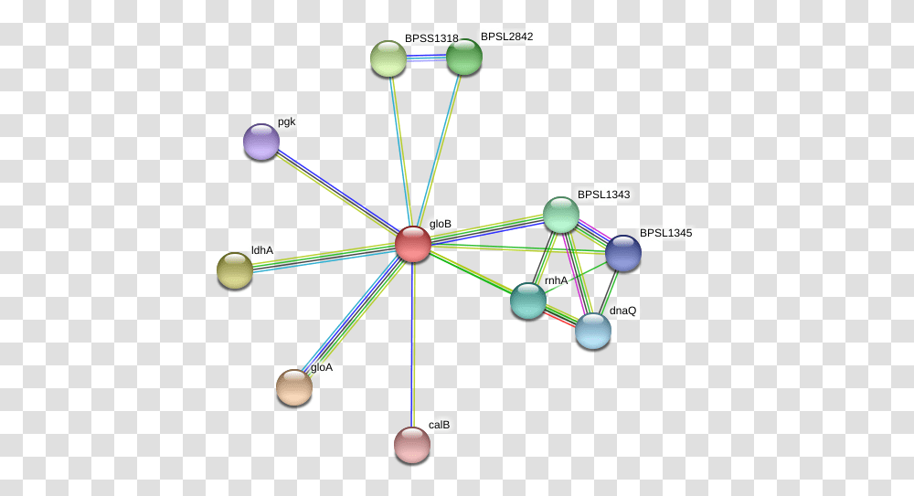 Glob Protein Circle, Network, Diagram Transparent Png