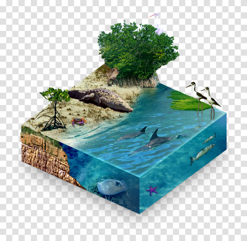 Global Mangrove Alliance Mangroves, Vegetation, Plant, Water, Potted Plant Transparent Png