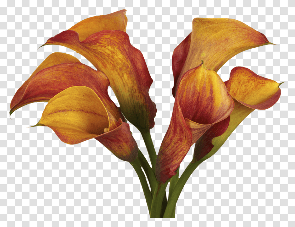 Globalrose 10 Stems Of Orange Color Calla Lilies Fresh Flowers For Delivery Arum Lilies, Plant, Blossom, Petal, Lily Transparent Png