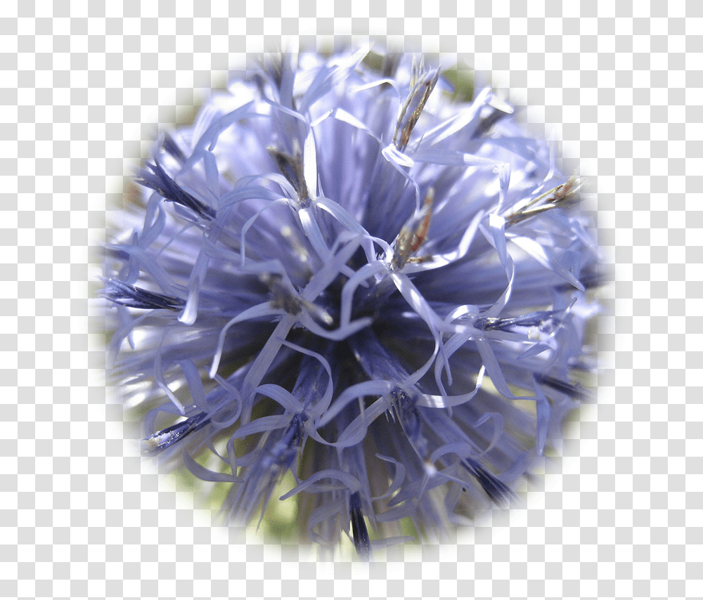 Globe Thistle, Crystal, Sphere, Diamond, Gemstone Transparent Png