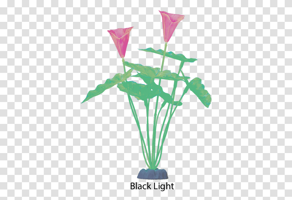 Glofish Extra Large Color Changing Green Plant Garden Roses, Bird, Animal, Flower, Blossom Transparent Png