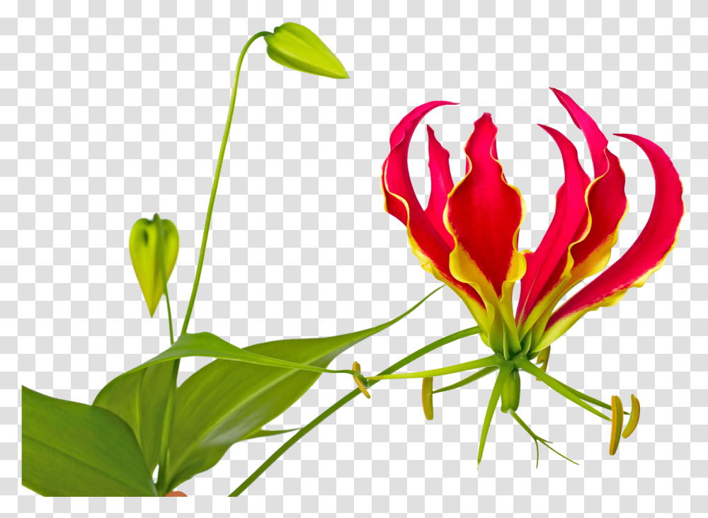Gloriosa Rothschildiana Marginpar Flame Lily Flower Pictures Clip Art, Plant, Blossom, Petal, Leaf Transparent Png